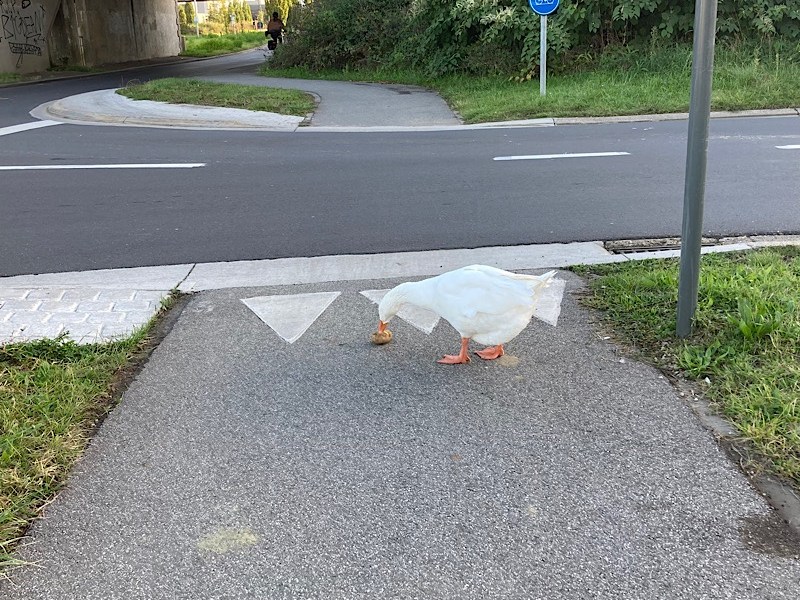 My favourite game : de Tilburg à&nbsp;Leuven