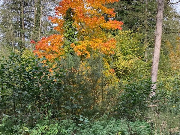 My Silver Lining : de Leuven à La&nbsp;Louvière