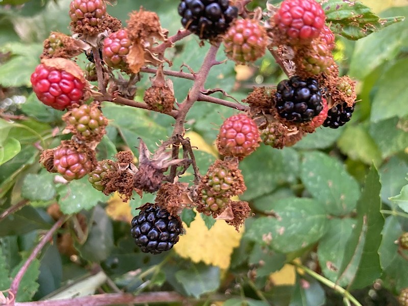 Follow the Sun : de Rochefort-sur-Loire à&nbsp;Nantes